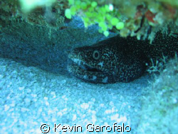 Eel under coral,  Taken with 3.2 megapixel cannon by Kevin Garofalo 